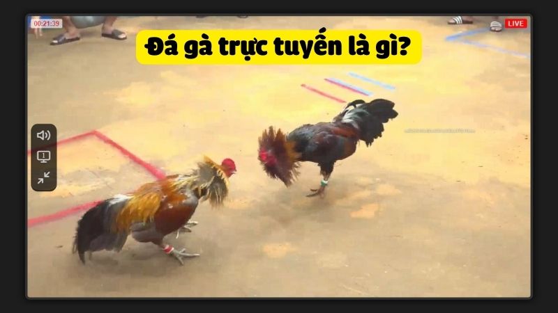 Đá gà trực tuyến là gì?