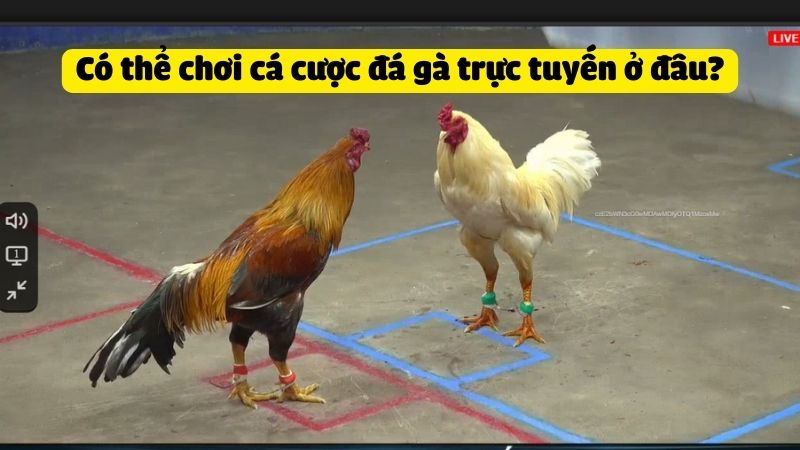 Có thể chơi cá cược đá gà trực tuyến ở đâu?